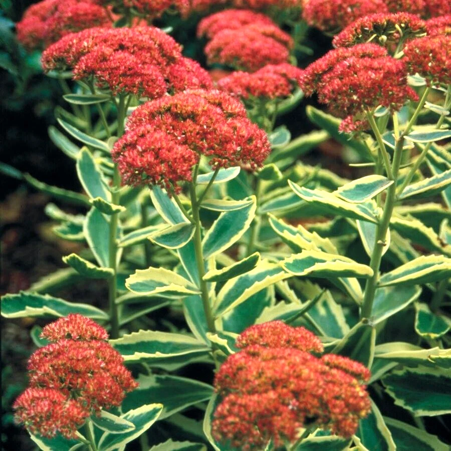 50 AUTUMN CHARM VARIEGATED SEDUM SEEDS - Sedum 'Autumn Charm' | eBay