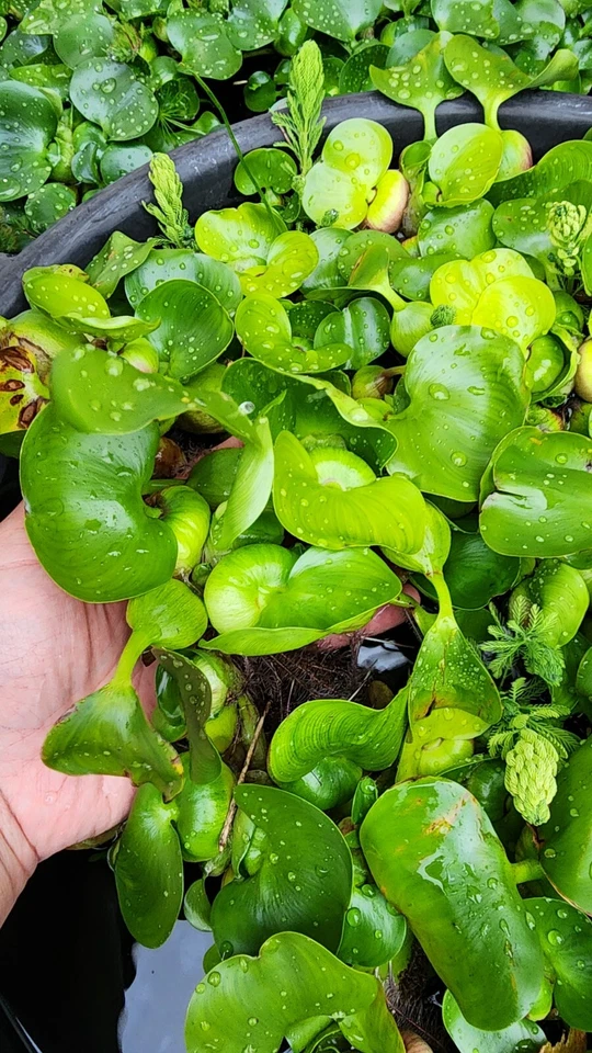 活水风信子热带水生表面池塘植物 — 第 2/4 张图片