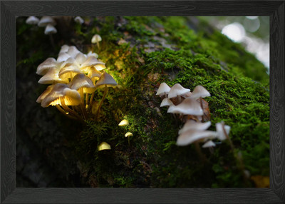 Gerahmtes Wandbild Poster Leinwanddruck Bild leuchtende Pilze auf Baumstamm