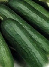 Cucumber Tendergreen Burpless    250 seeds