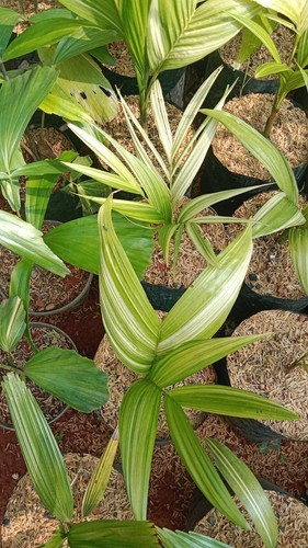 Palm Veitchia merilli variegated - palm variegated - Picture 2 of 3