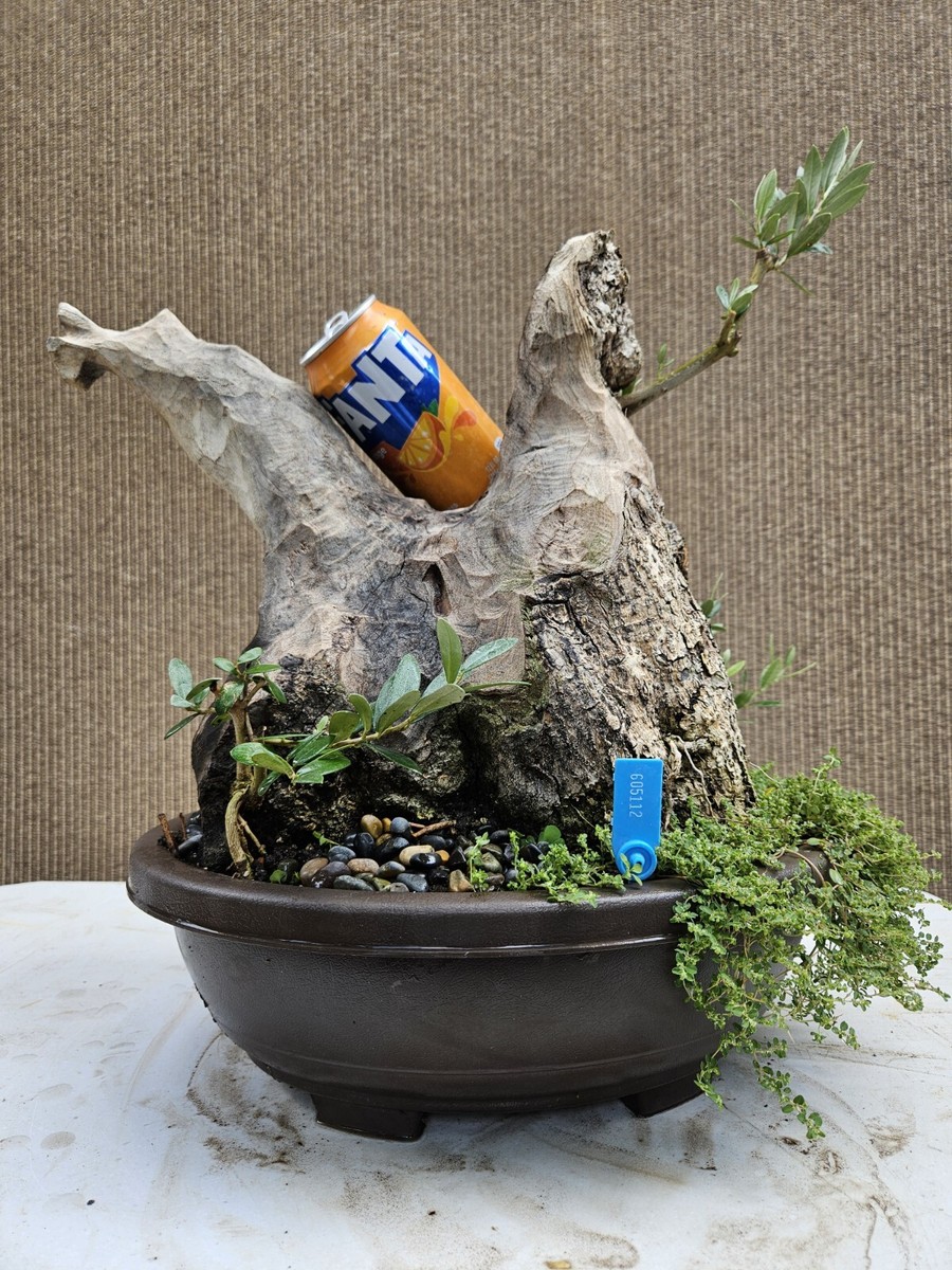 Old Fruiting Olive Bonsai Tree,,, SALE | eBay