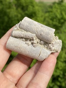 Crinoid Fossils,5-Piece lot, Pickett County Tennessee