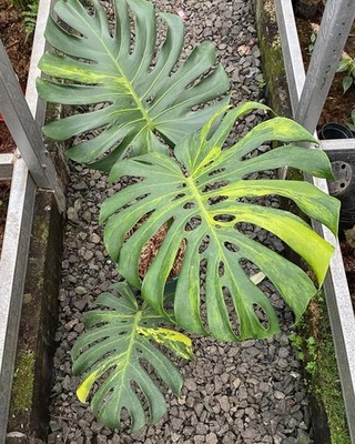 Monstera Yellow Marilyn Kunzo Variegated Free Phytosanitary