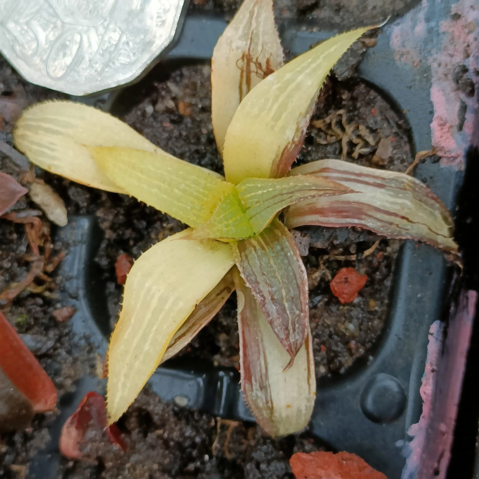 Haworthia Badia Hybrid Variegated Rare Succulent Plant
Opens in a new window or tab