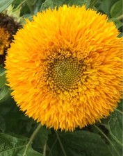 Teddy Bear Sunflower Seeds Non-GMO Heirloom 20 Fresh Seeds