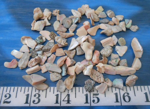 ~ Natural Abalone Shell Chips ~ 100 Light Mix ~Shellcraft~ Sailor's Valentines ~ - Picture 5 of 5