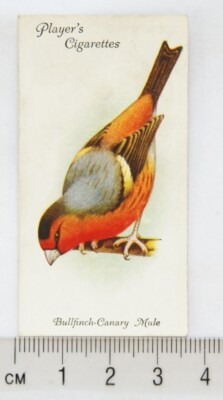 1933 John Player & Sons Voliere & Käfigvögel 15 Gimpel - Kanarienvogel Maultier