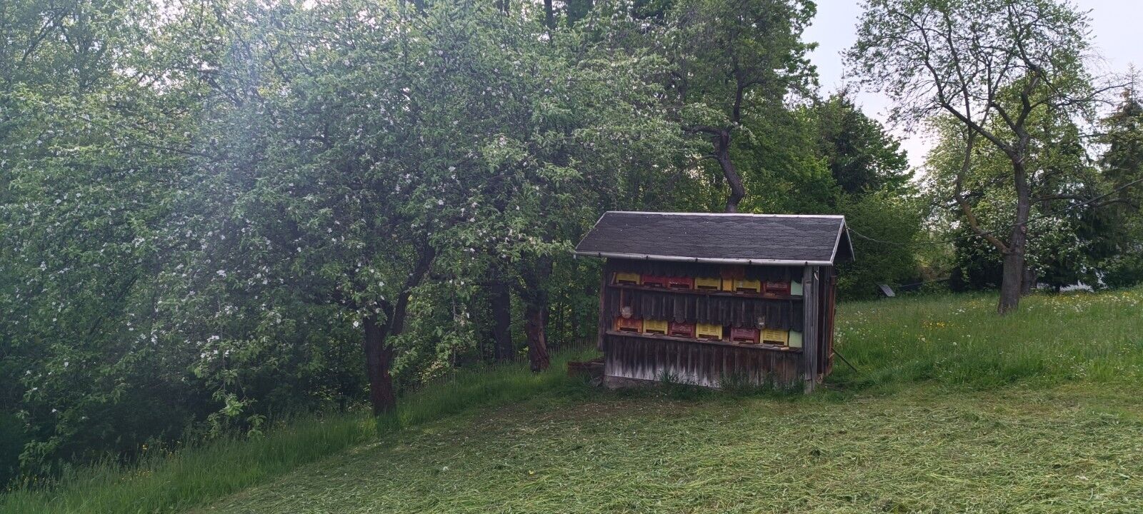 1Kg Obst- Frühjahres- Blütenhonig - Deutscher Honig direkt vom Imker - 2023