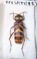 標本 Yunnan China Necydalis s.p 23mm Yunnan China Necydalis s.p 23mm