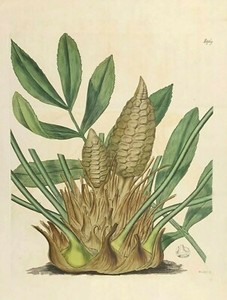 CYCAD- Zamia Furfuracea, RARE Original BOTANICAL Engraving, 1818, Original Print