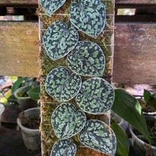 Scindapsus Tricolor Dark Manalak + bezpłatny certyfikat fitosanitarny