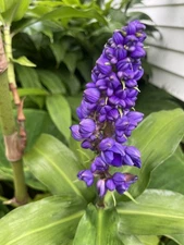 3 BLUE GINGER RHIZOME HAWAII GROWN Dichorisandra Thyrsiflora Root Triple Large