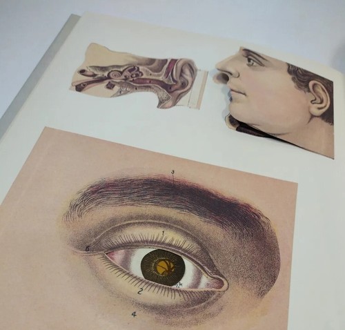Fold Out Human Body Illustrated 1984 Book Alfred Mason Amadon Bonanza - Picture 12 of 16