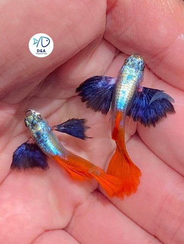1 Trio - Metal DUMBO RED Rose TAIL BIG Ear-Live Aquarium Guppy Fish High Quality - Picture 2 of 4