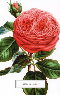 Bernard Palissy Rose --POSTCARD