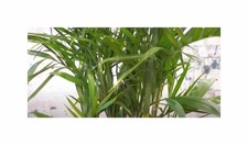 5x Bambus Palme Pogonatherum Zimmerbambus Pflanzen - Samen A261