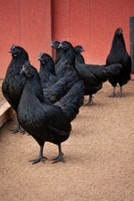 12  Ayam Cemani Fertile Hatching Eggs   Rare Black Chicken   NPIP Farm