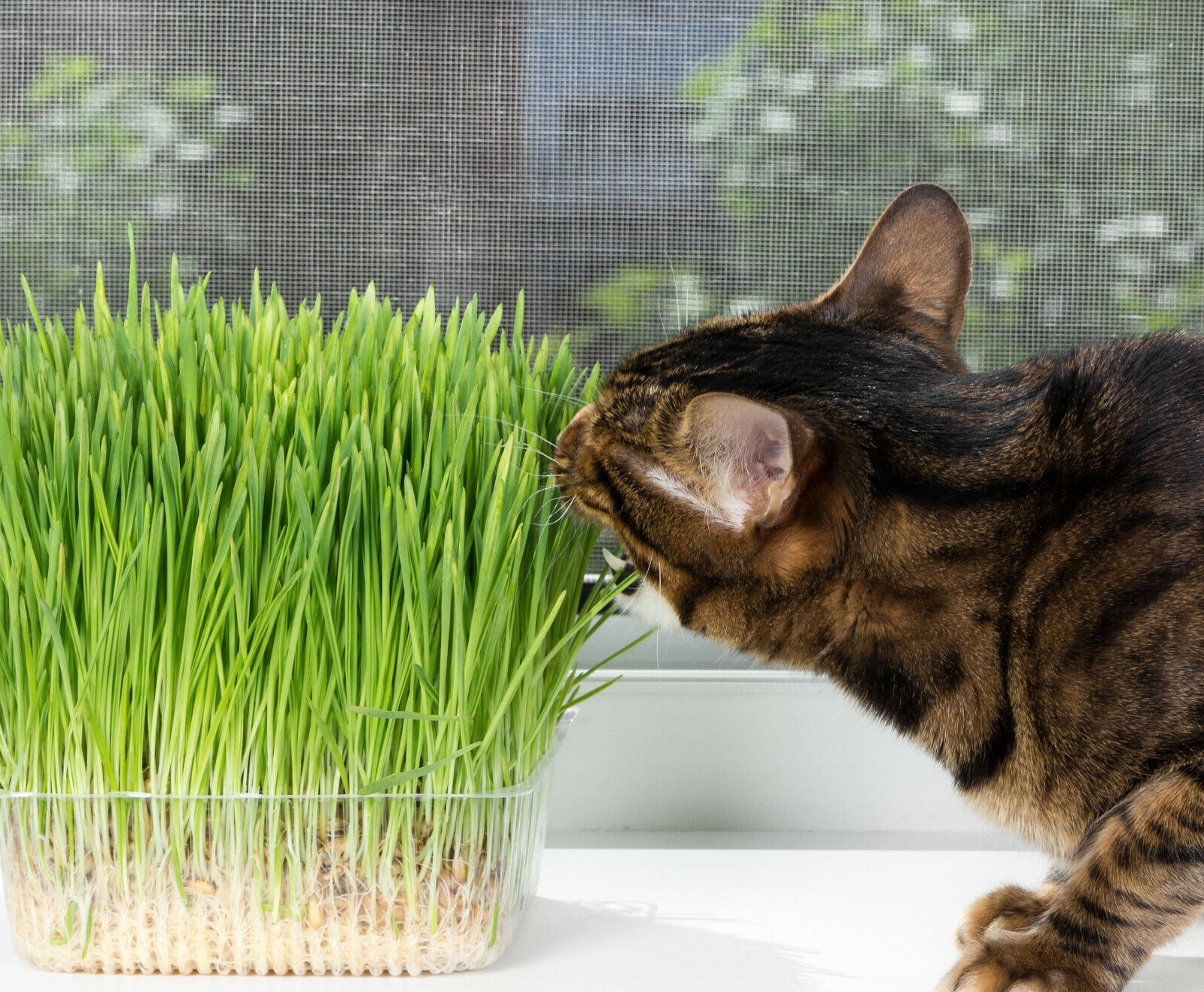 Cat Grass Seeds choose:  | Rye Oat Barley Wheat Blend seeds | Free Shipping!