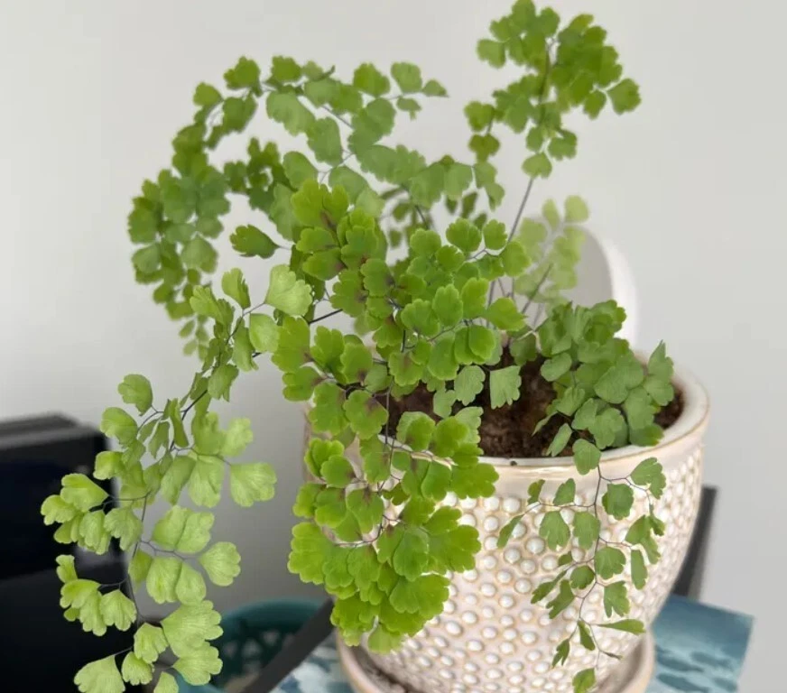 Pacific Maidenhair Fern - 3 Inch Pot - Adiantum Monocolor Fern - Image 3 of 4