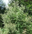 Blumea balsamifera Aromatria Herb, Sembung Balm Sambong Aromatic - 10 Sementes