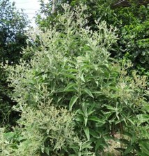 Blumea balsamifera Aromatria Herb, Sembung Balm Sambong Aromatic - 10 Sementes