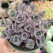 SunSparkler® Sedum 'Blue Pearl' Succulent Plant