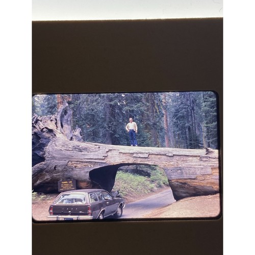 Vtg 1977 35mm Slide Sequoia Ntl. Park Tunnel Log Ford Pinto Wagon - Picture 2 of 4