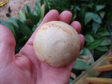 Monster GAME BALL Georgia Florida Arrowhead ~...