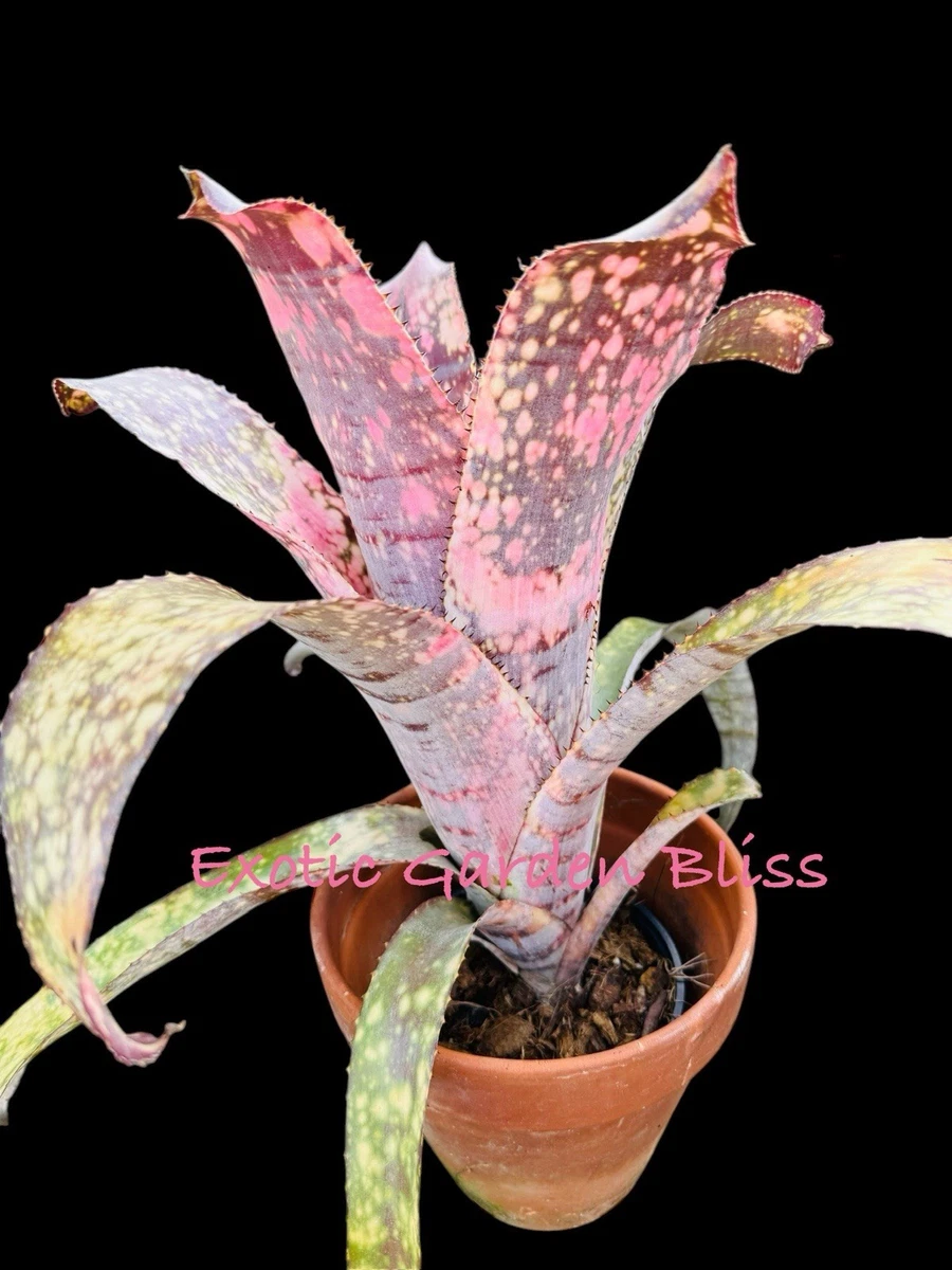 Billbergia for sale - eBay