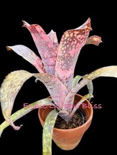 Billbergia ‘Bruddah Iz’ Lisa Vinzant Hawaii Hybrid Offset Rare Bromeliad Plant