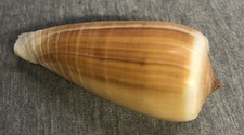 *Conus radiatus (Radiatus Cone) 83.6mm !!!