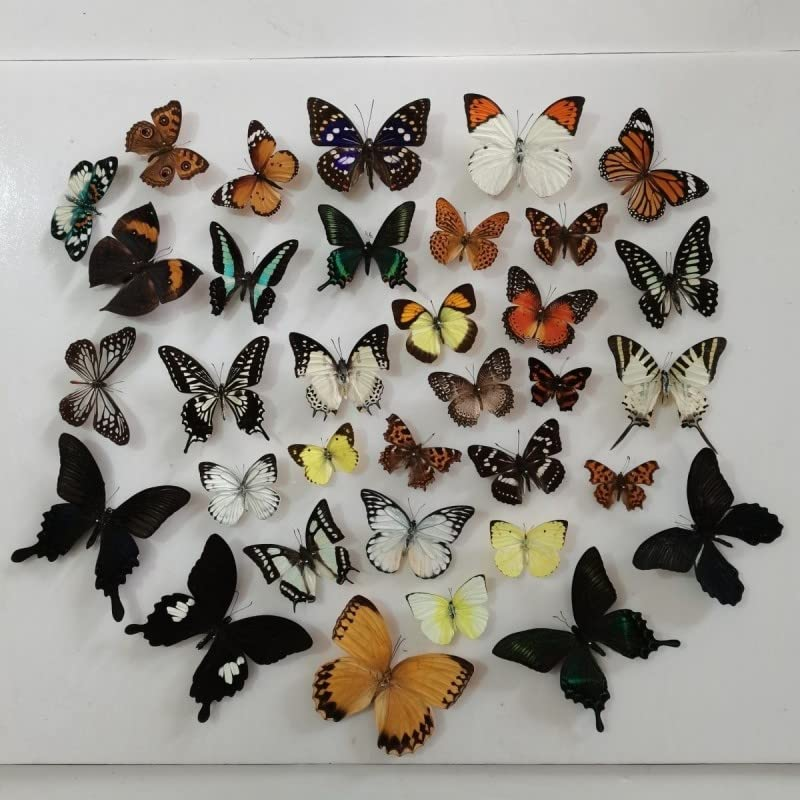 10Pcs Natural Unmounted Rhopalocera/Le Papillon/Butterfly Specimen Artwork Mater