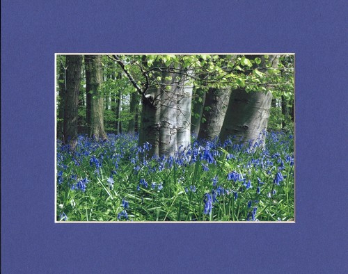 Lavender Garden Seat Arbour Photo Mounted Print A4/A3 Poster A5 Greetings Cards - Picture 3 of 13