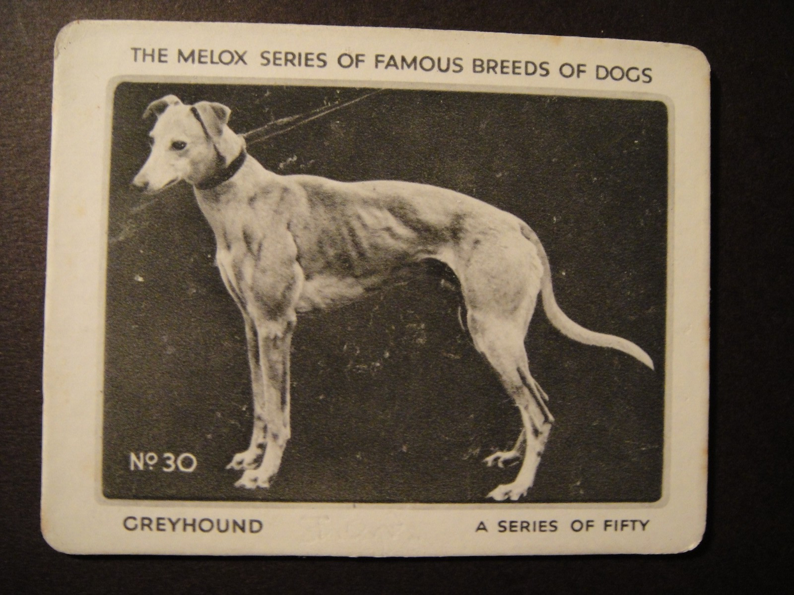 Famous Breeds Of Dogs #30 The Greyhound Pedigree Dogs