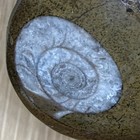 Polished Fossilized Stone Display Specimen with Two Visible Ammonites — photo 3