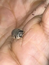 Dairy Cow Isopods 45 Count + 200 Springtails