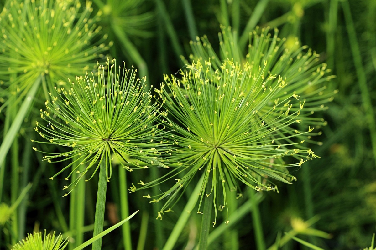 20 Cyperus PAPYRUS Paper Reed Water Plant Egyptian Nile Grass Yellow Flower  Seed | eBay