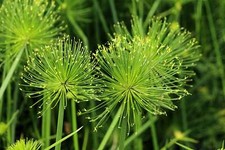 20 Cyperus PAPYRUS Paper Reed Water Plant Egyptian Nile Grass Yellow Flower Seed