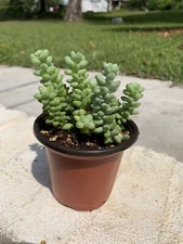 Sedum Burrito – Burro’s Tail, Baby Donkey Tail, Rooted- 3.5" pot (Set of 2 pots)