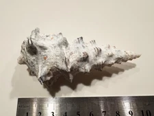 Vintage Sea shell Cerithium nodulosum f.adansonii LARGE!