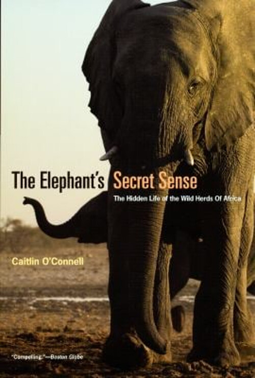 Discover the Secret Lives of Wild Elephant Herds and Their Hidden Senses