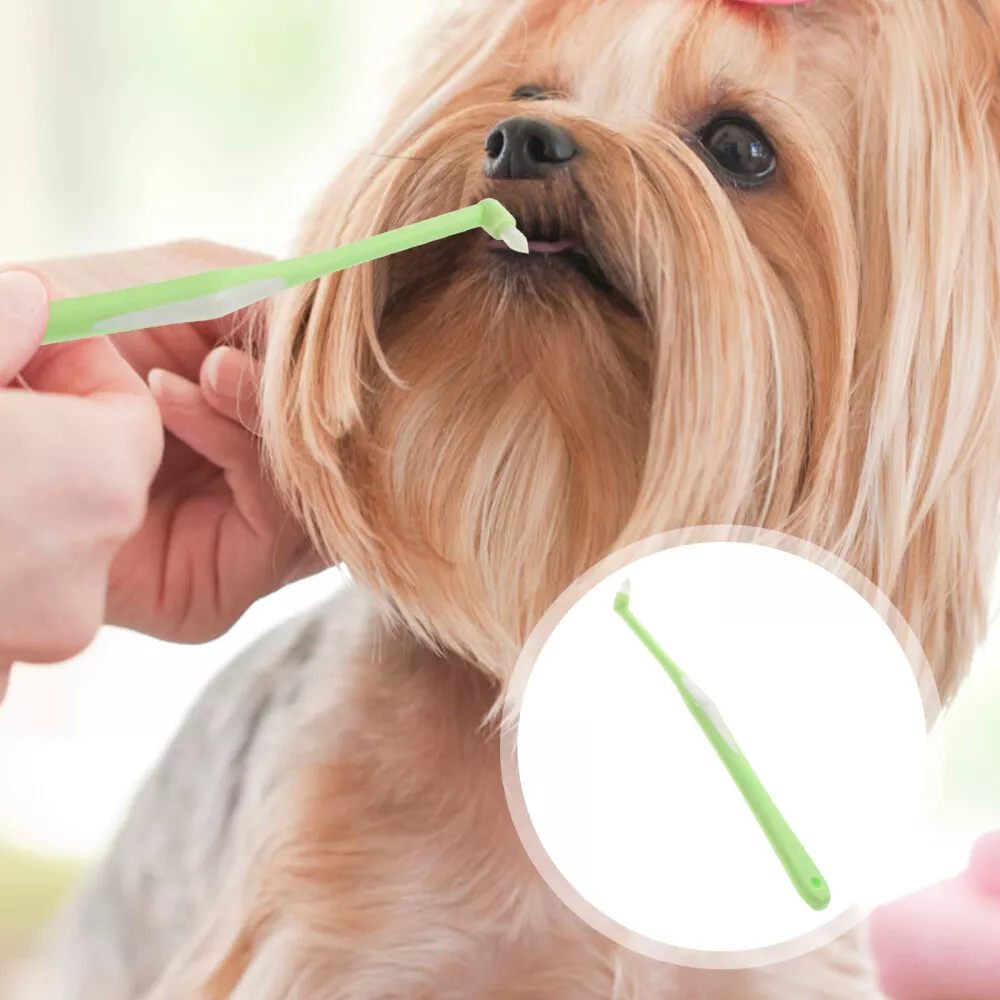 Brushee dog hotsell teeth cleaning brush