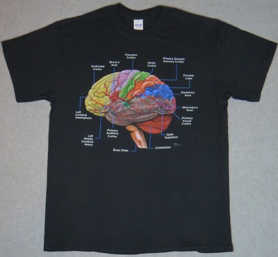 HUMAN BRAIN--Cerebral Lobe Cortex Biology Anatomy Science Medical
