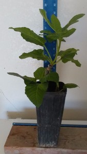 Coll-de-Dama-Rimada-Rooted-Fig-Tree-Rare-Spanish-Variety