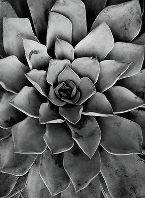 ALBERT RENGER PATZSCH ECHEVERIA ABSTRACT FLORAL ART  GICLEE PRINT FINE CANVAS