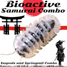   Samurai Combo  6 Shiro Utsuri Isopods  10 Albino Springtails  Free Shipping