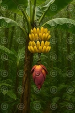 Digital Image Picture Photo Wallpaper Background Desktop Art Printable Wall Art 