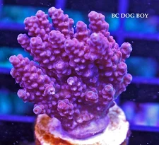 BC DOG BOY CLATHRATA - SPS LIVE CORAL