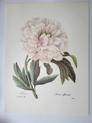 Schönste Blumen Pflanze J P Redoute großer Farbdruck offizielle Pfingstrose